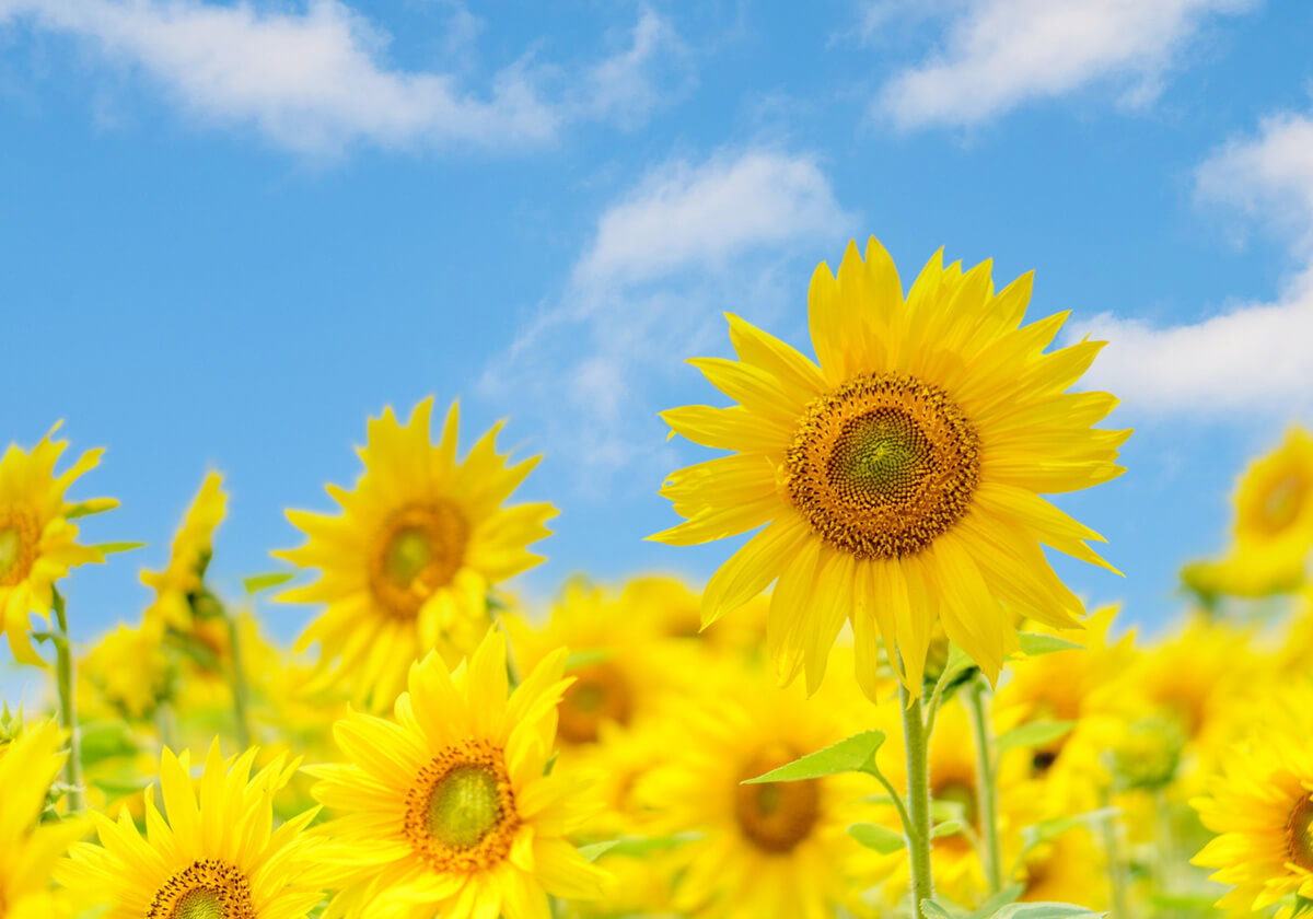 ロコモ美立体操